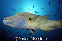 Napoleon fish,taken in maldives,ari atoll,with nikon d2x ... by Puddu Massimo 
